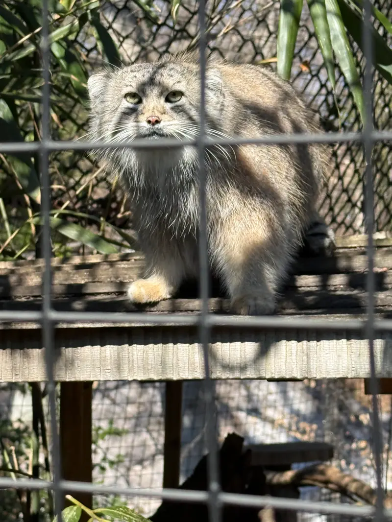 A photograph of Ceba in Smithsonian's National Zoo