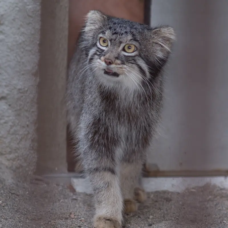 A photograph of Figa in Nogeyama Zoo