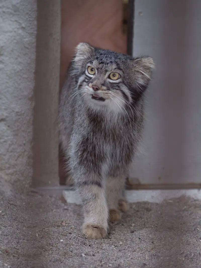 A photograph of Figa in Nogeyama Zoo