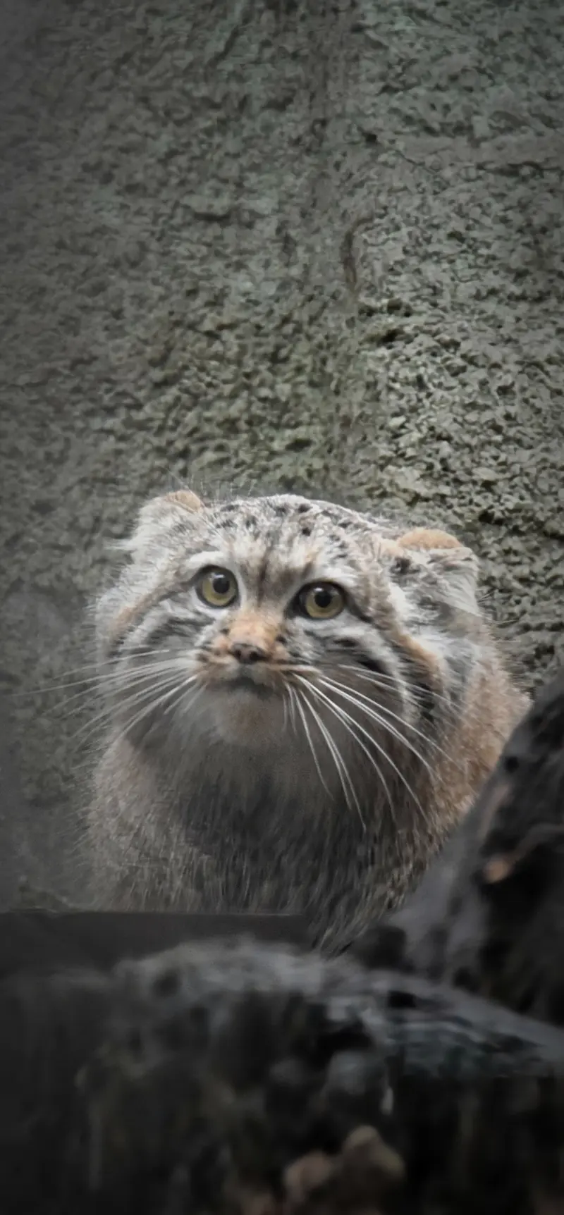 A photograph of Lucy in Budapest Zoo &amp; Botanical Garden