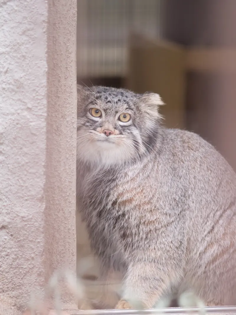 A photograph of Figa in Nogeyama Zoo
