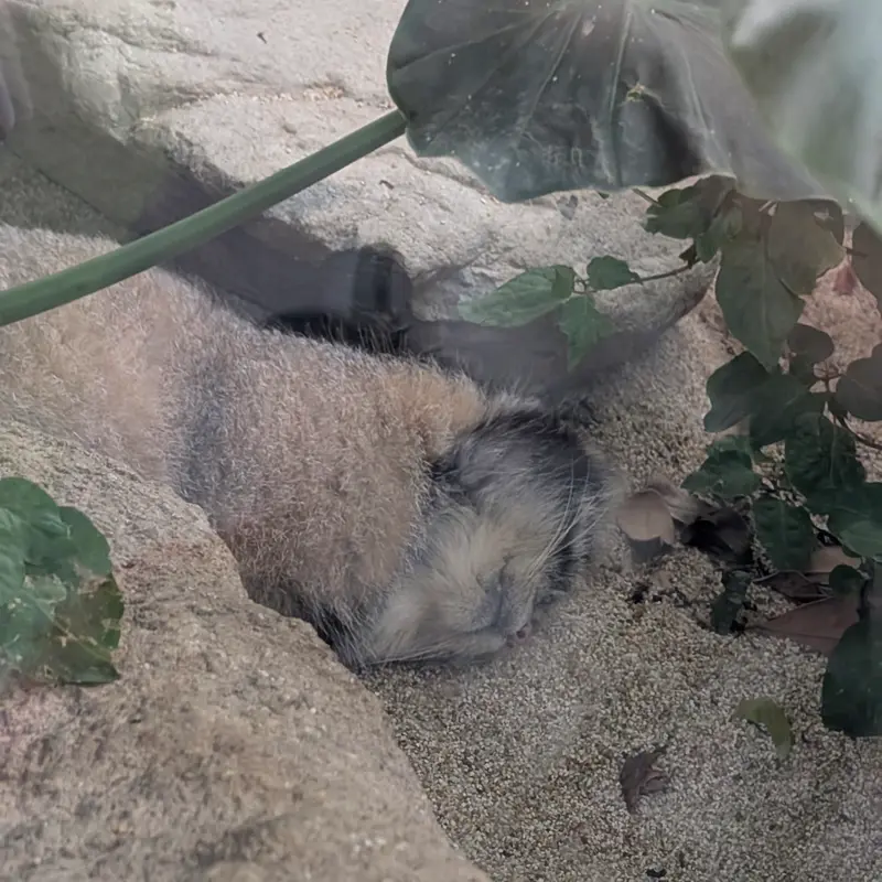 A photograph of Nar in Kobe Animal Kingdom