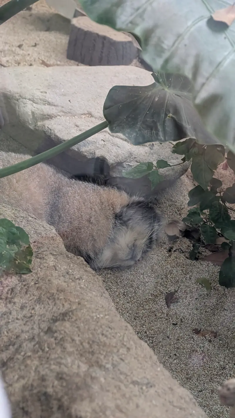 A photograph of Nar in Kobe Animal Kingdom