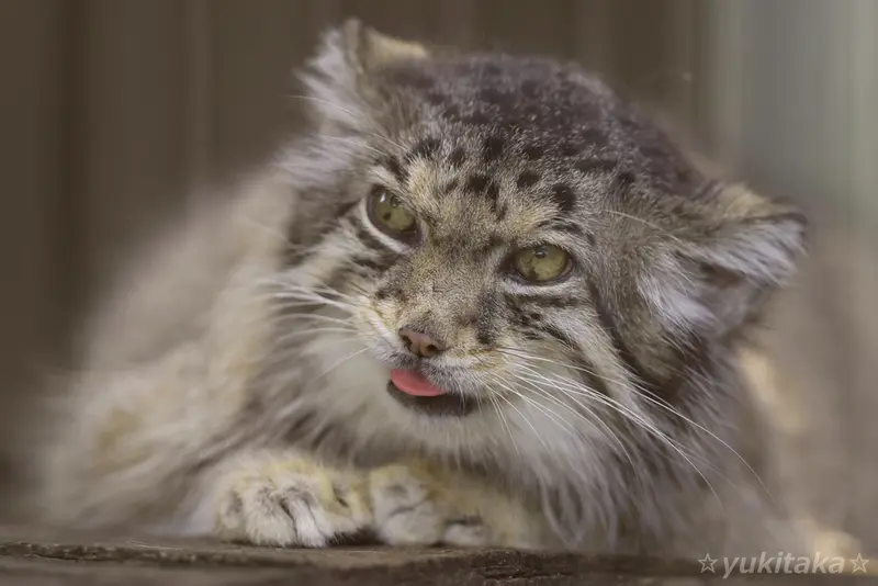 A photograph of a Pallas's cat