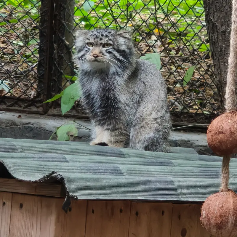 A photograph of a Pallas's cat in Novosibirsk Zoo