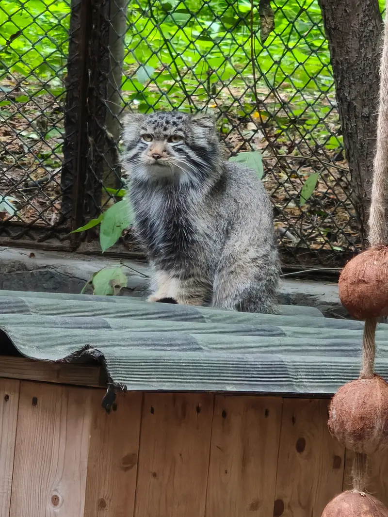 A photograph of a Pallas's cat in Novosibirsk Zoo