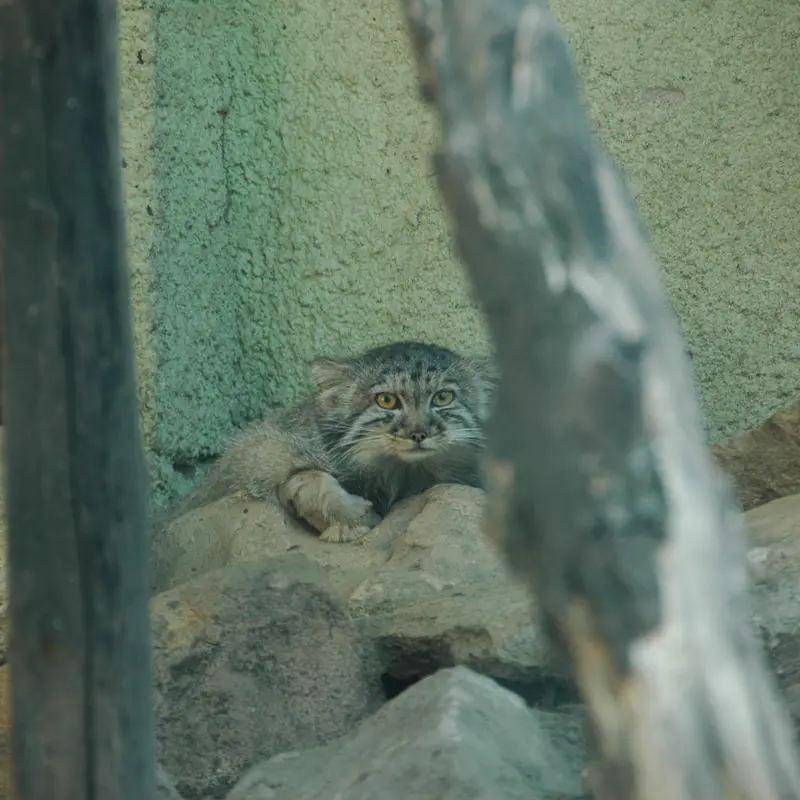 A photograph of Boris Ⅱ in Budapest Zoo & Botanical Garden