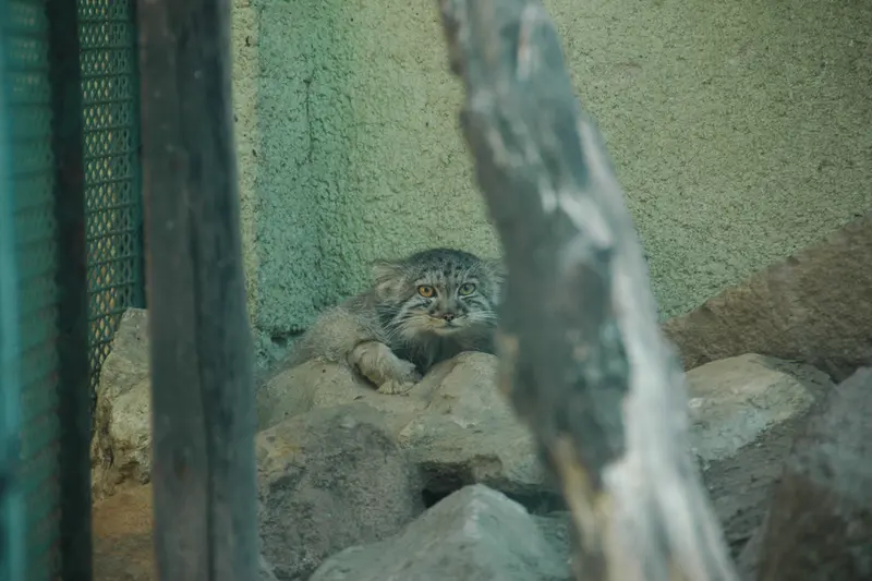 A photograph of Boris Ⅱ in Budapest Zoo & Botanical Garden