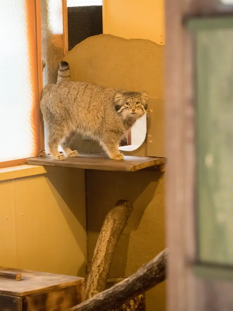 A photograph of Oto in Saitama Children's Zoo