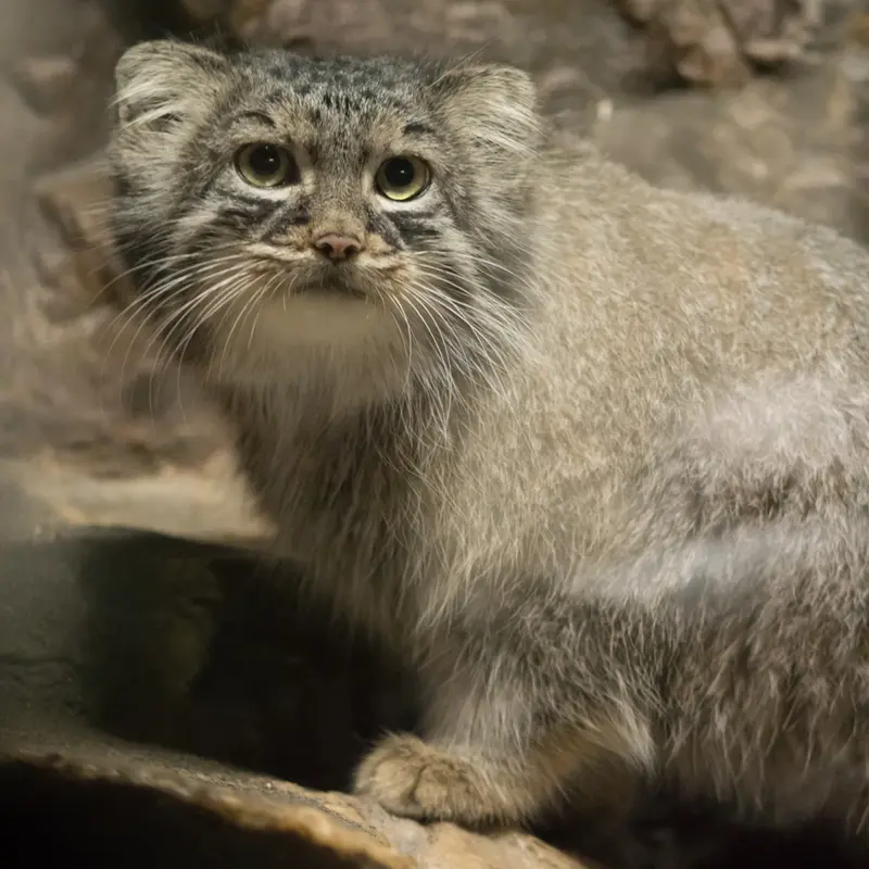 A photograph of Shafran in Ueno Zoological Gardens