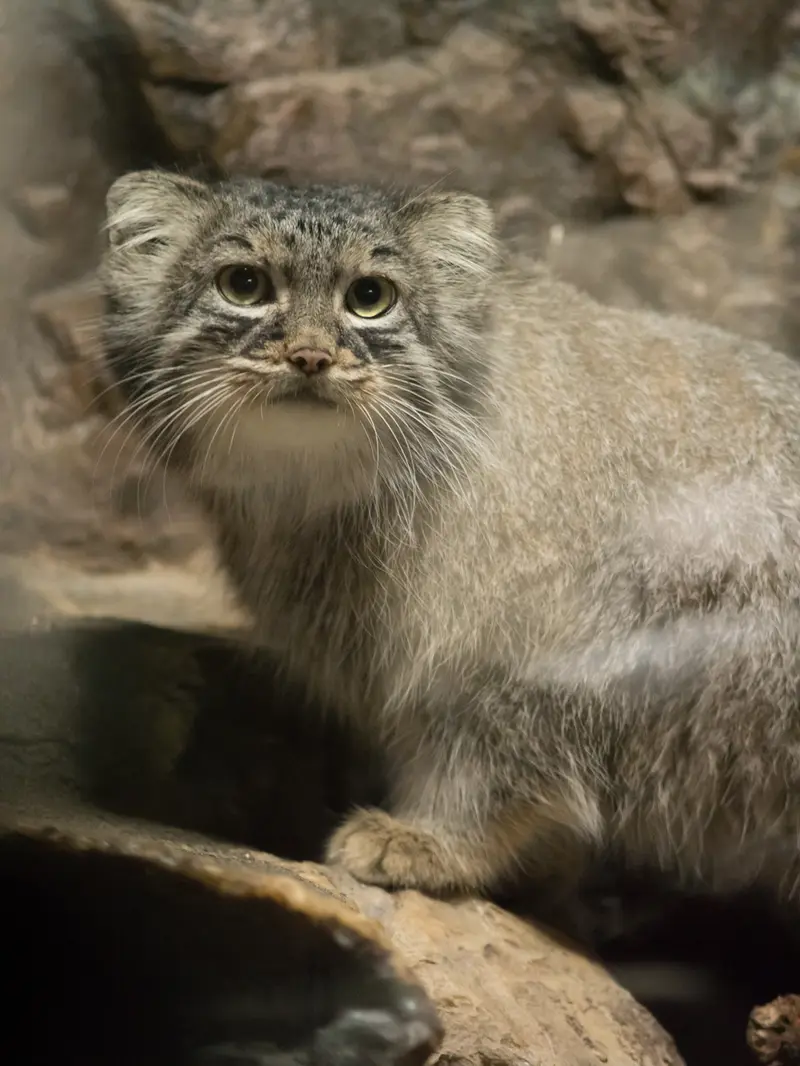 A photograph of Shafran in Ueno Zoological Gardens
