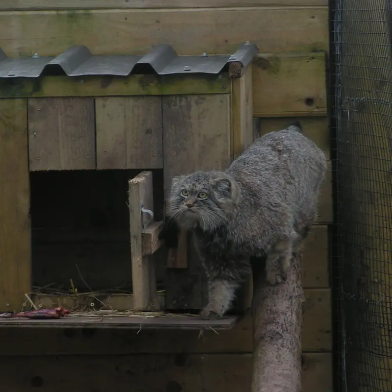 A photograph of Altai in The Lakeland Wildlife Oasis