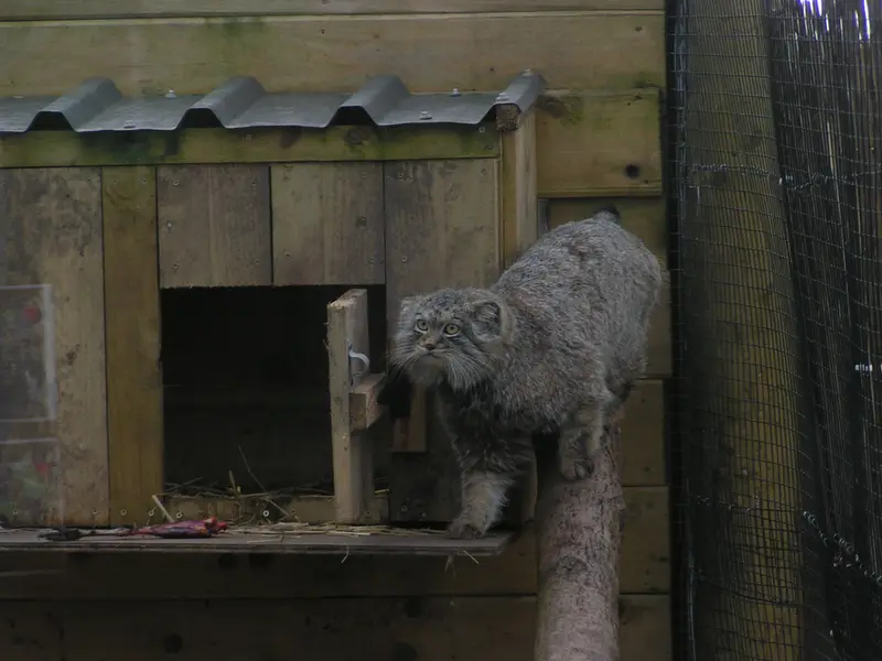 A photograph of Altai in The Lakeland Wildlife Oasis