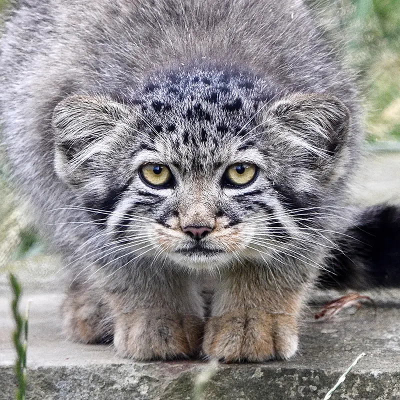 Kitten of Namuu b. 2026 Ⅲ the Pallas's cat from Port Lympne Wild Animal Park