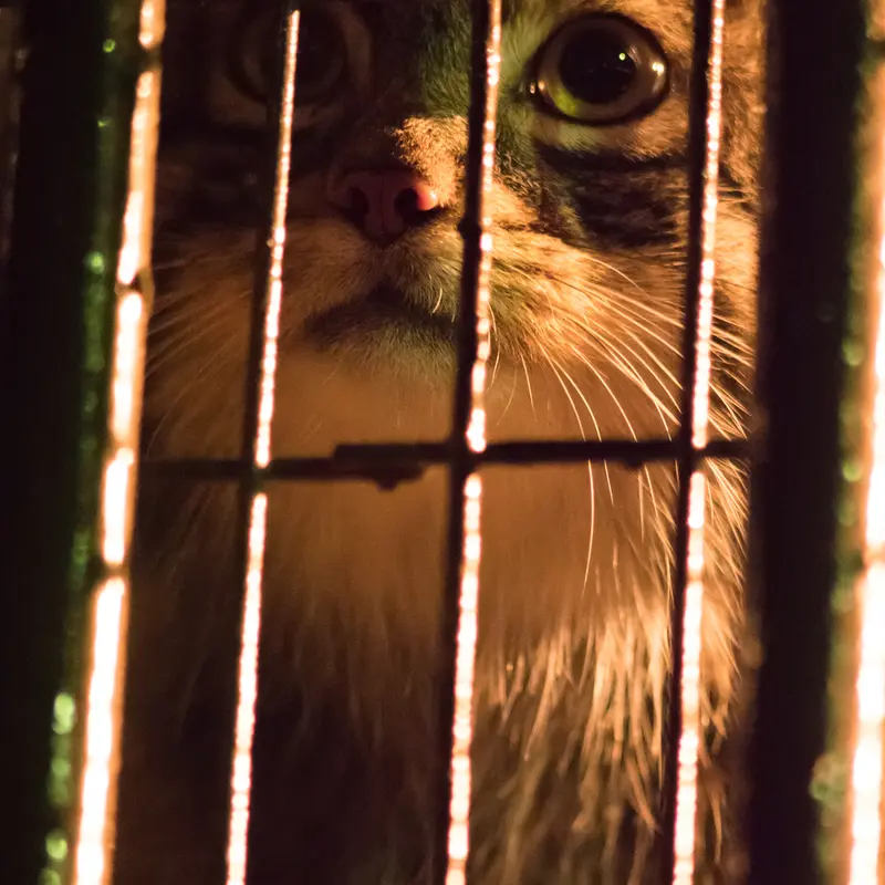 A photograph of Figa in Nogeyama Zoo