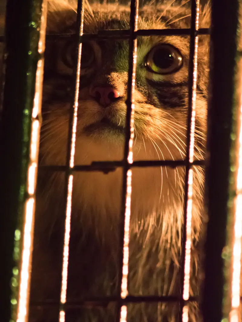 A photograph of Figa in Nogeyama Zoo