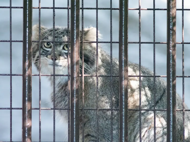 A photograph of Figa in Nogeyama Zoo