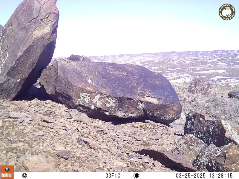 A photograph of Kazakh pika from Koshkar camera trap