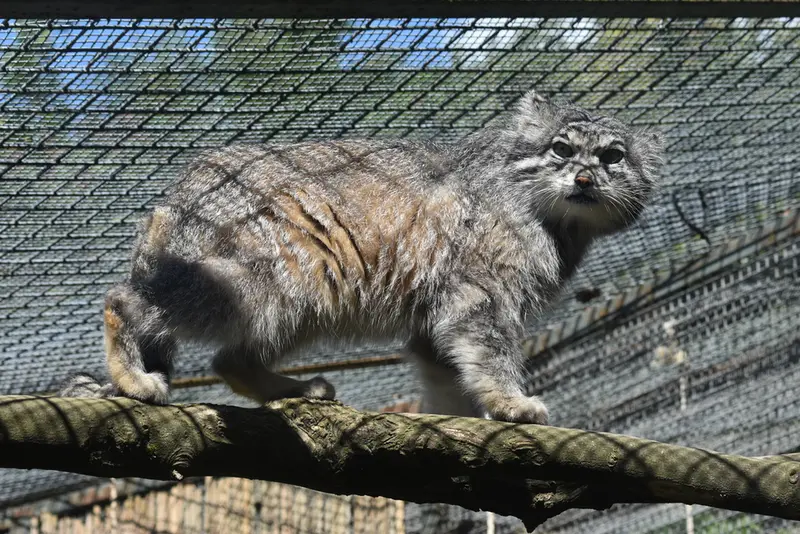 A photograph of Akiko in Edinburgh Zoo