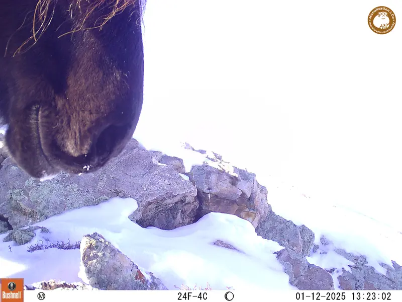 A photograph of Horse from Besshoky 1 camera trap