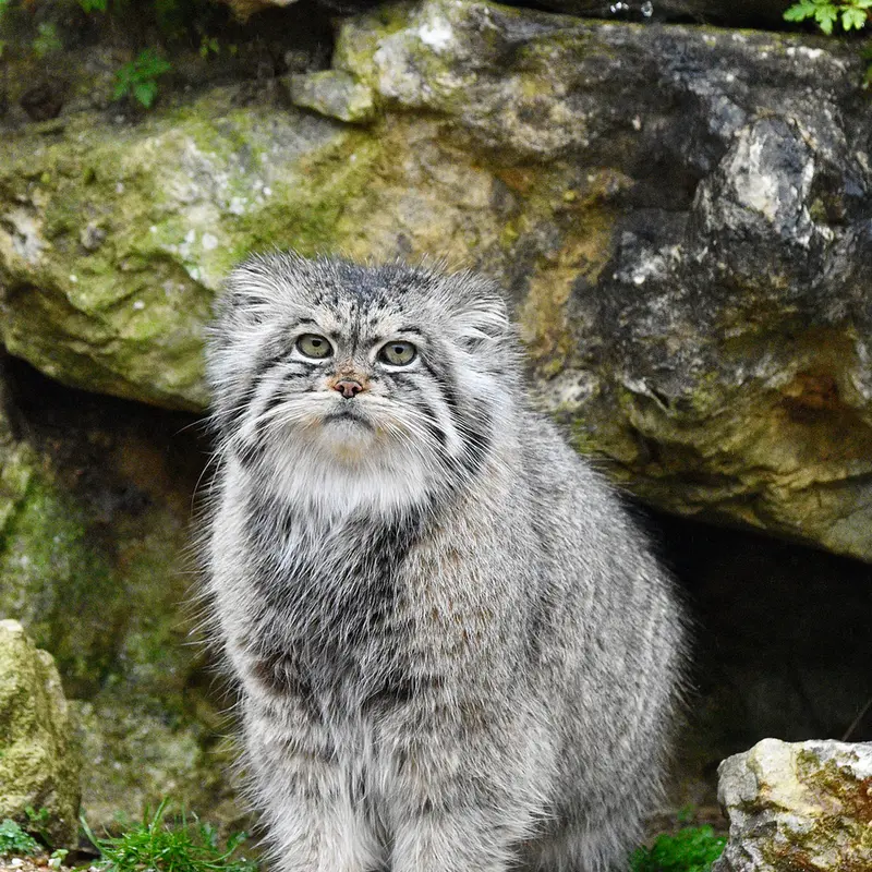 A photograph of Atlan in Port Lympne Wild Animal Park