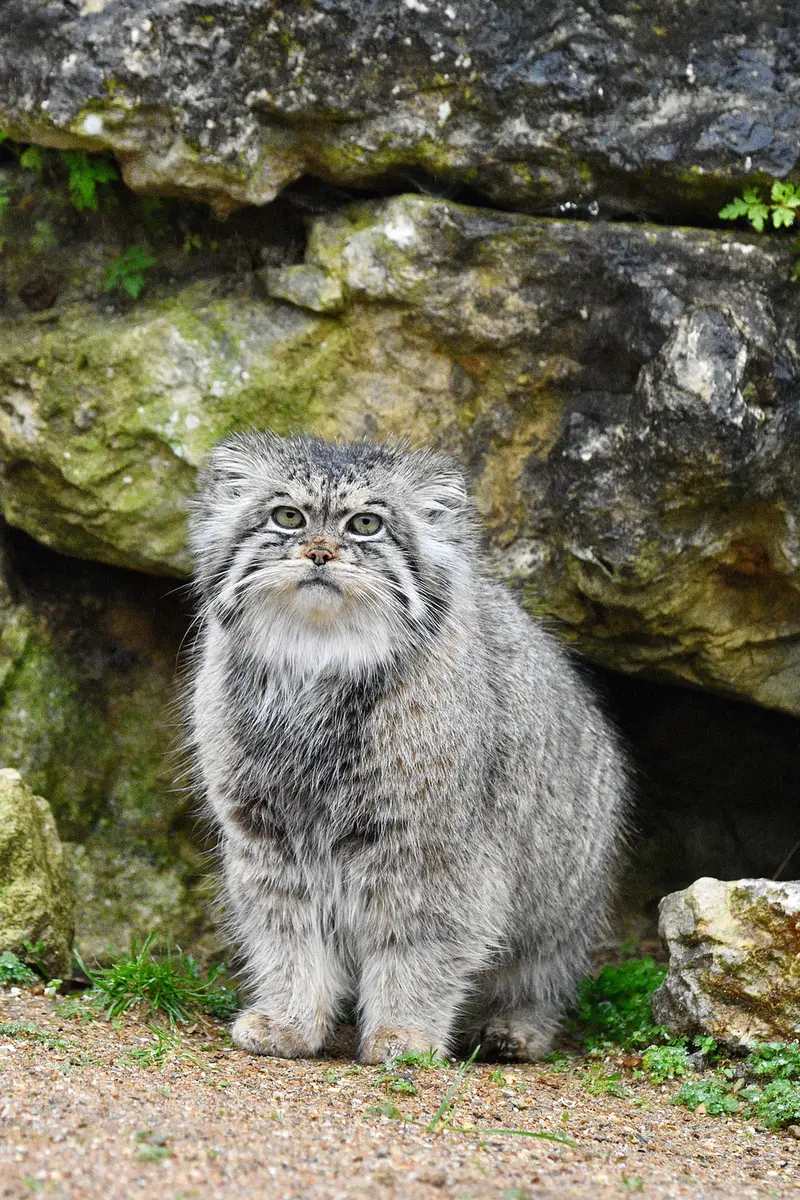 A photograph of Atlan in Port Lympne Wild Animal Park