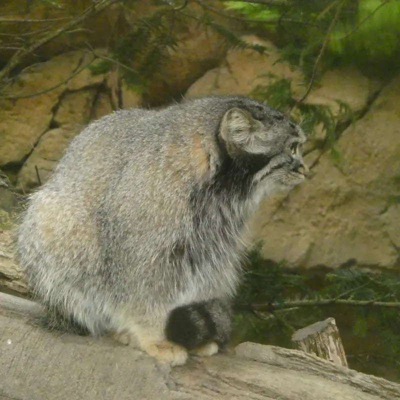A photograph of Abrikos in Nasu Animal Kingdom