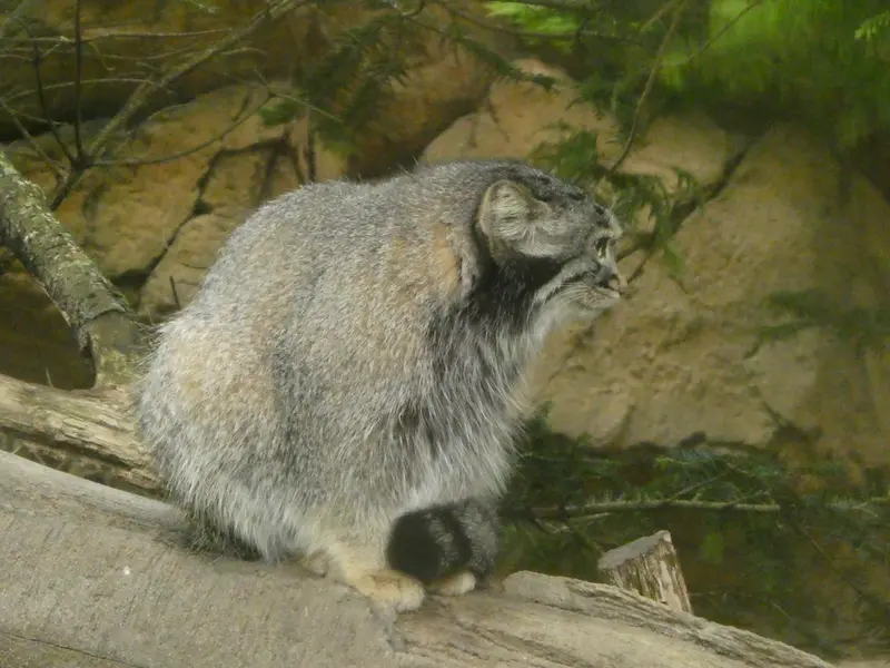 A photograph of Abrikos in Nasu Animal Kingdom