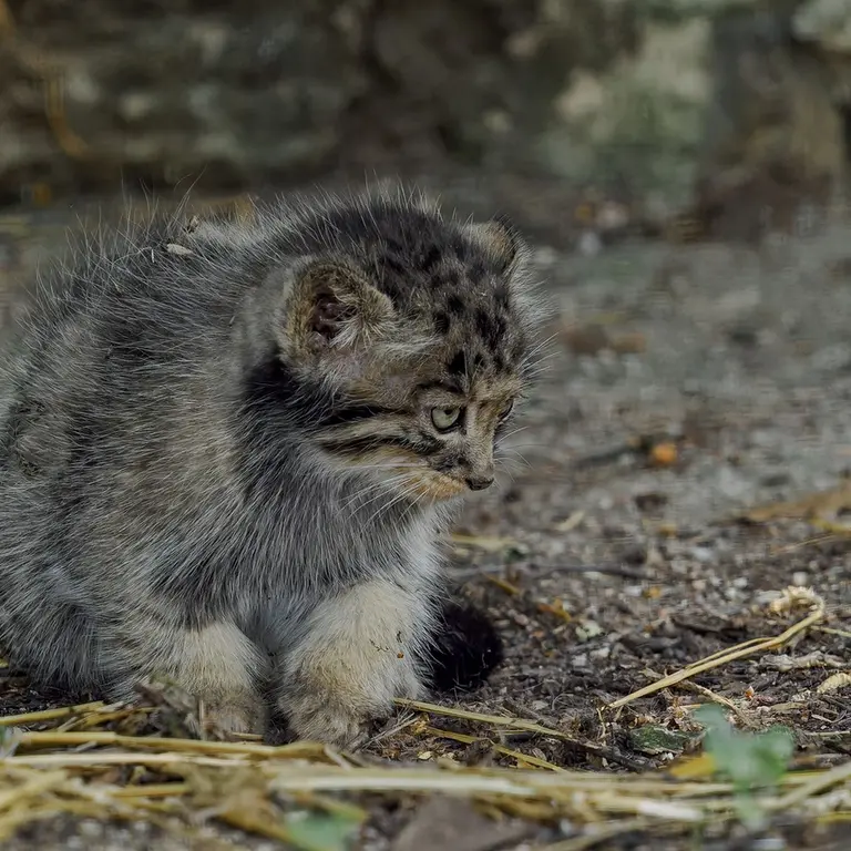 A photograph of a Pallas's cat in Brno Zoo