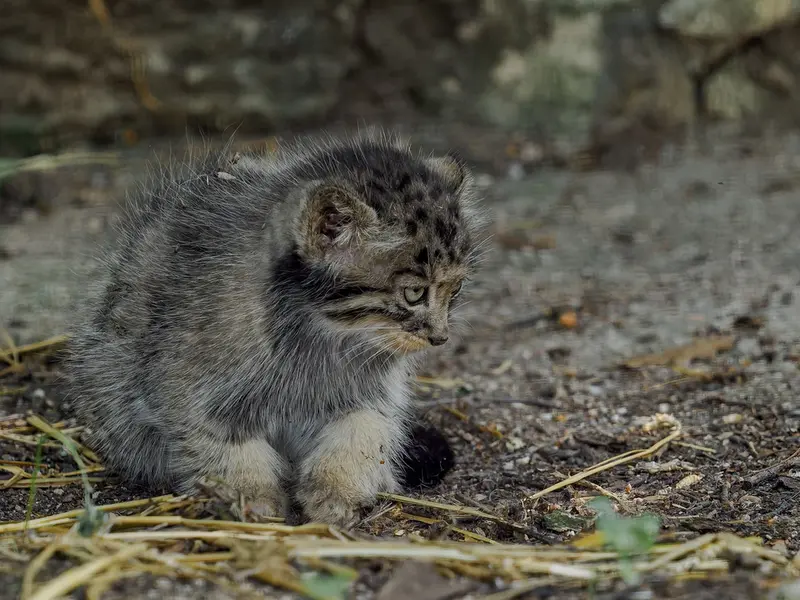 A photograph of a Pallas's cat in Brno Zoo