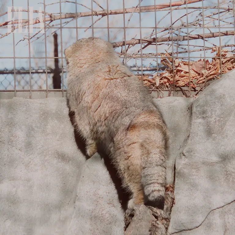 A photograph of Olaf in Calgary Zoo / Wilder Institute
