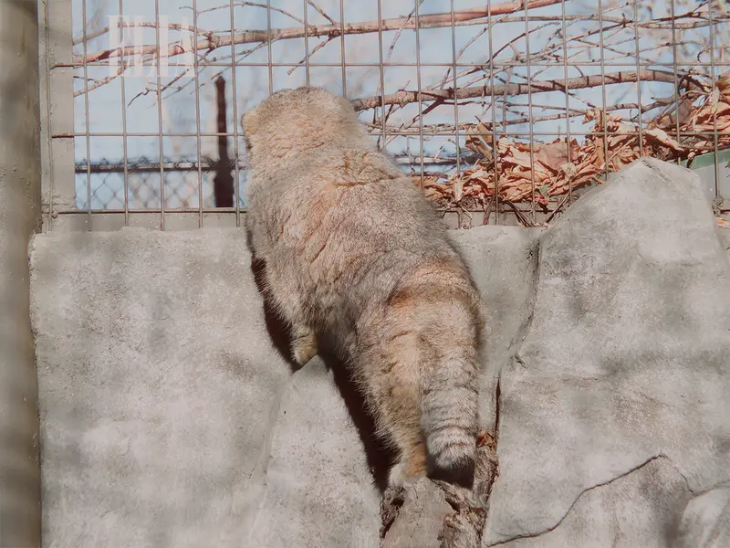 A photograph of Olaf in Calgary Zoo / Wilder Institute