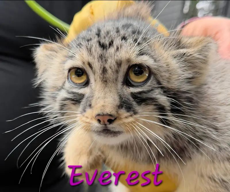 A photograph of Everest in Niabi Zoo