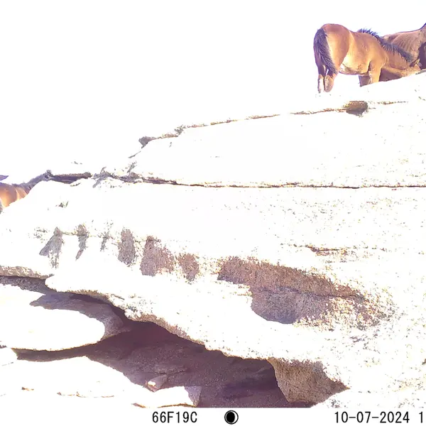 A photograph of Horse from Bektauata 1 camera trap