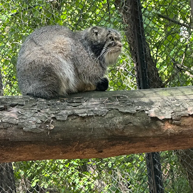 A photograph of George in Novosibirsk Zoo