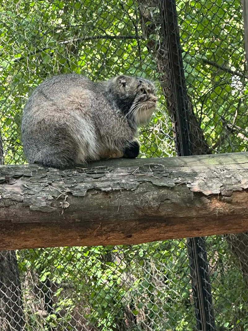 A photograph of George in Novosibirsk Zoo