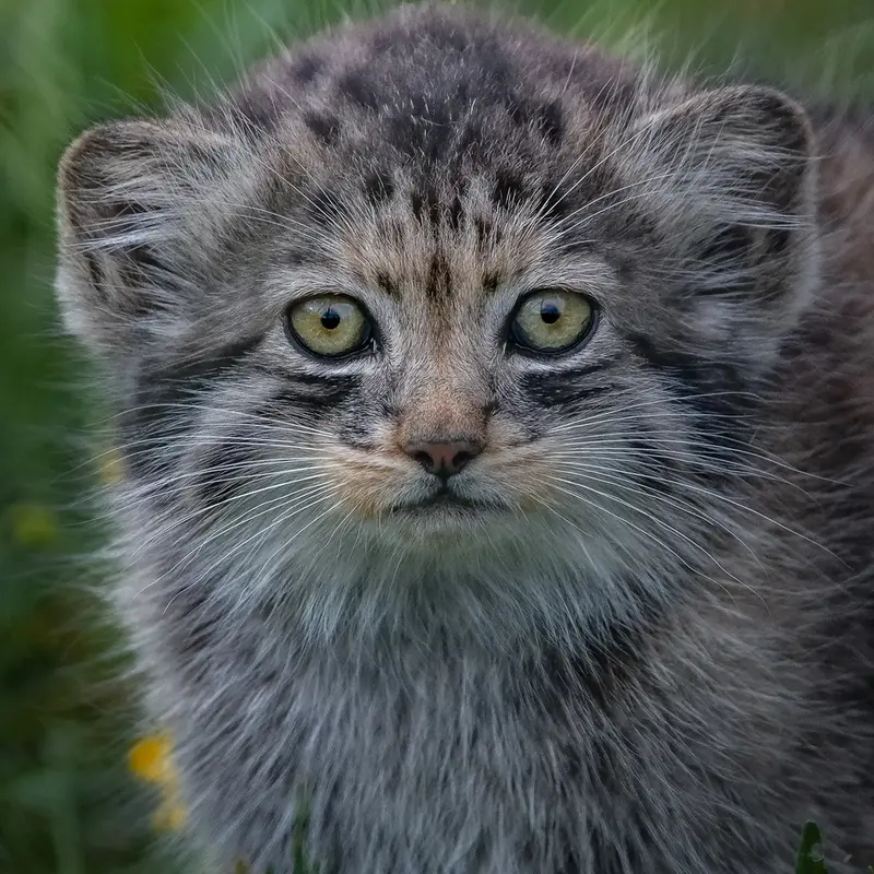 A photograph of a Pallas's cat in Port Lympne Wild Animal Park