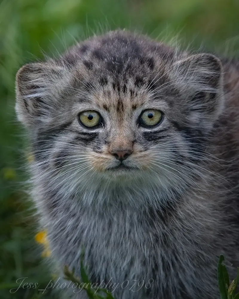 A photograph of a Pallas's cat in Port Lympne Wild Animal Park