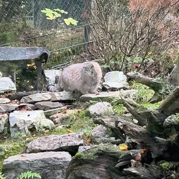 A photograph of Fay in Opel Zoo