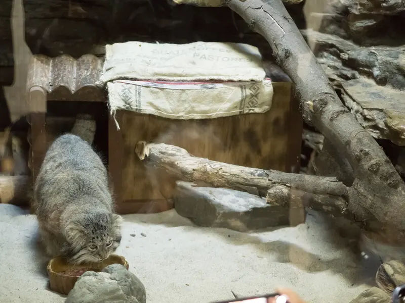 A photograph of Klyon in Ueno Zoological Gardens