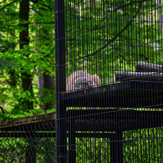 A photograph of Otto in Kraków Zoo