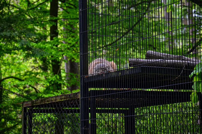 A photograph of Otto in Kraków Zoo