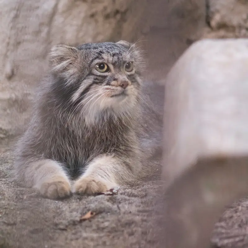 A photograph of Figa in Nogeyama Zoo