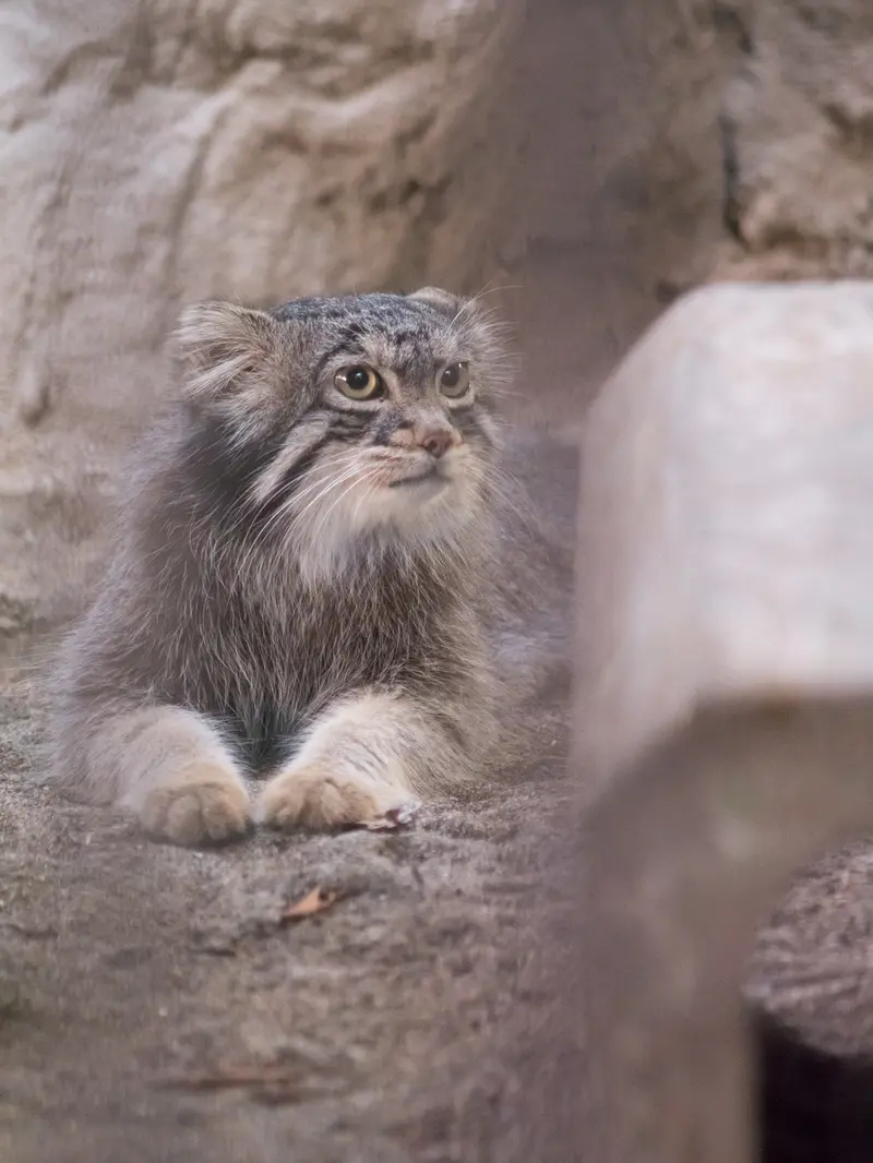 A photograph of Figa in Nogeyama Zoo