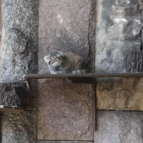 A photograph of a Pallas's cat in Moscow zoo