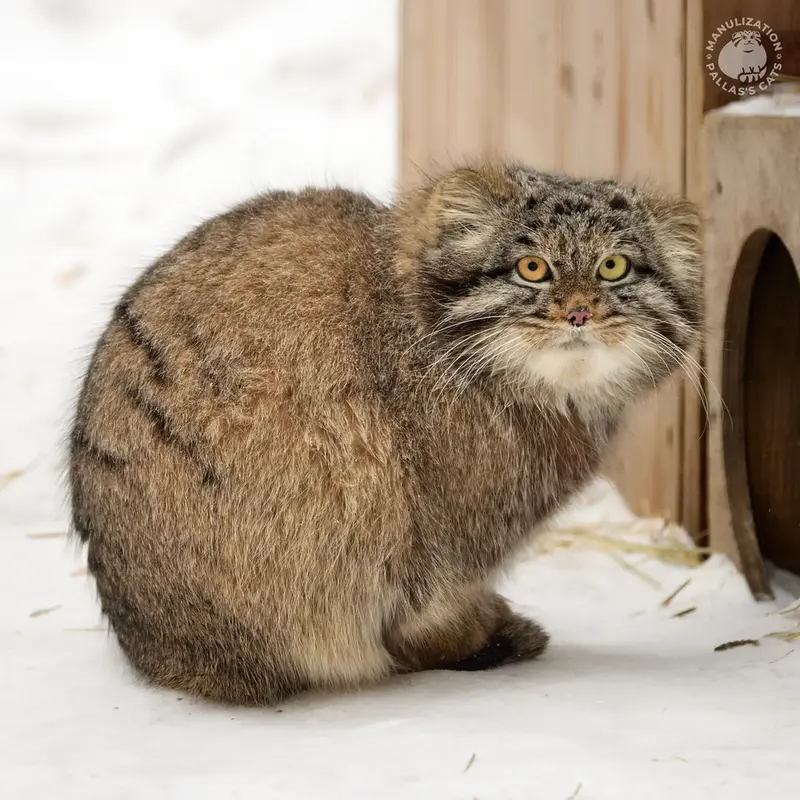A photograph of a Pallas's cat