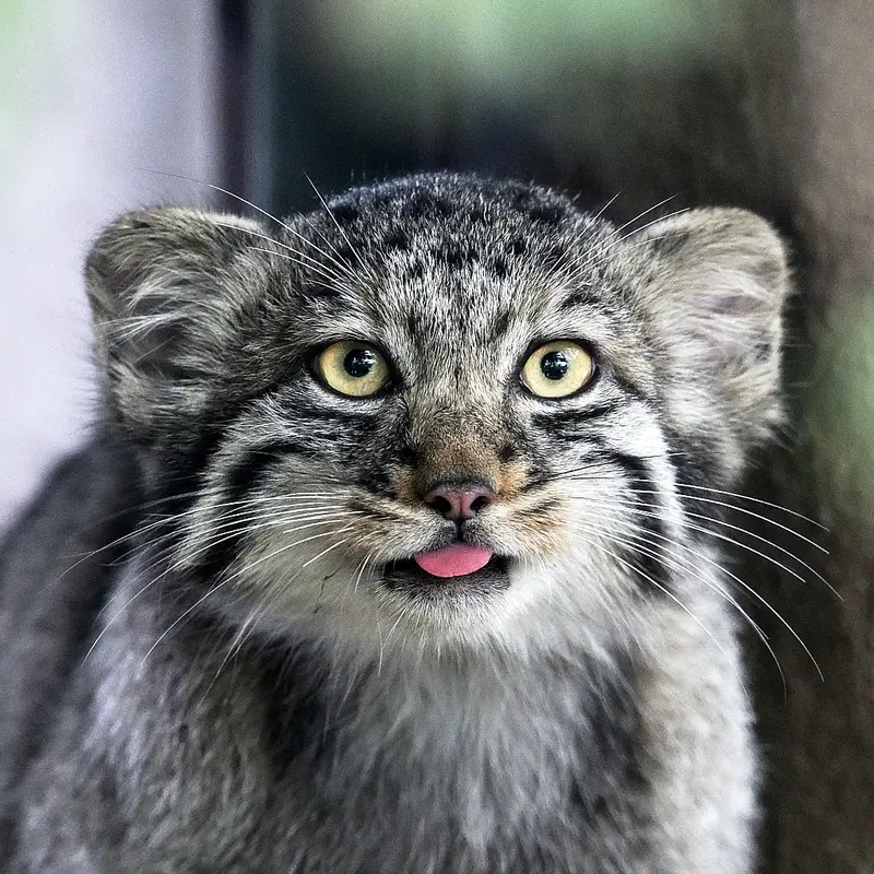 Nagi the Pallas's cat from Kobe Animal Kingdom