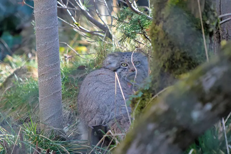 A photograph of Pluschi in Hellabrunn zoo