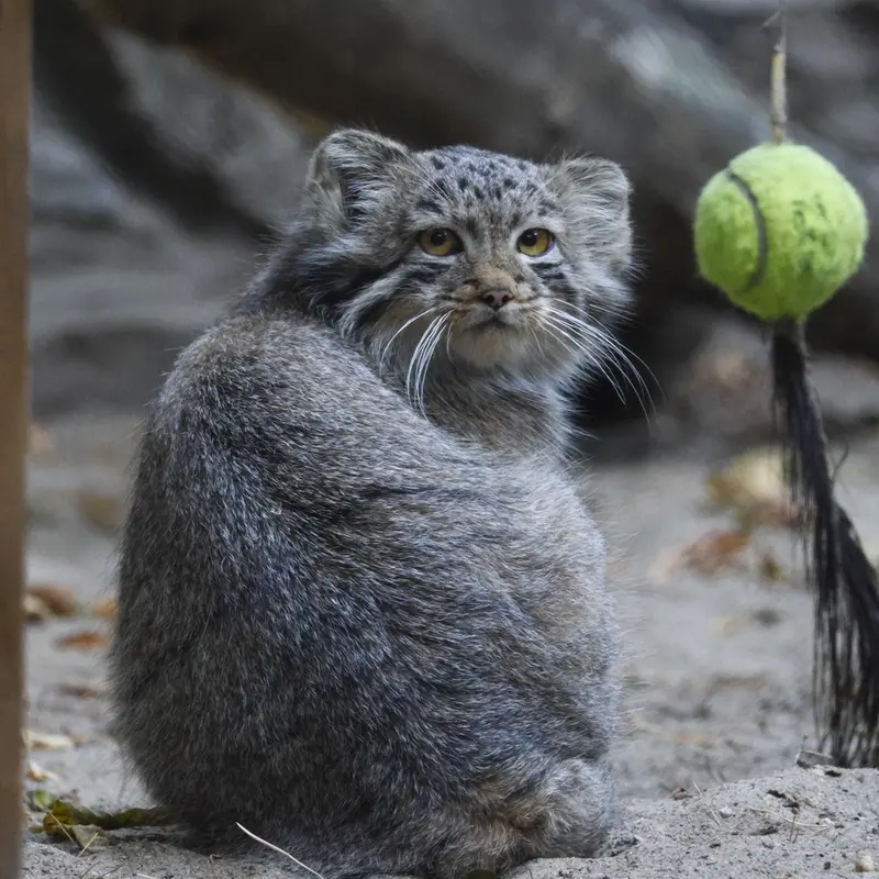 A photograph of a Pallas's cat