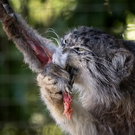 A photograph of Kulki in Banham Zoo